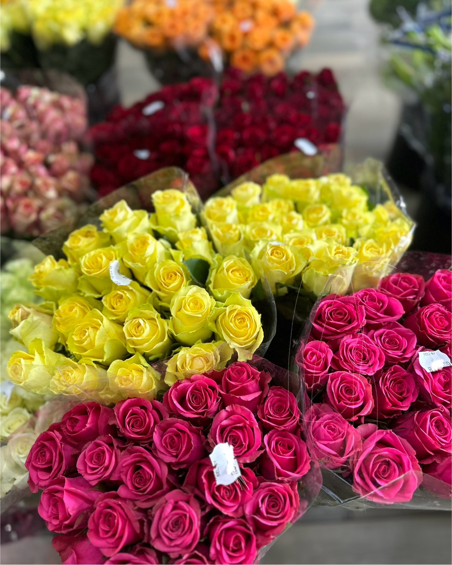 Short Stem Roses 20 Stem